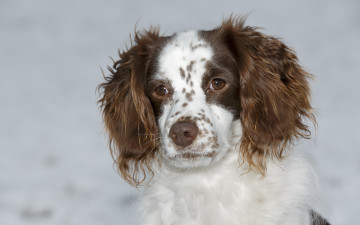 Картинка животные собаки друг взгляд собака