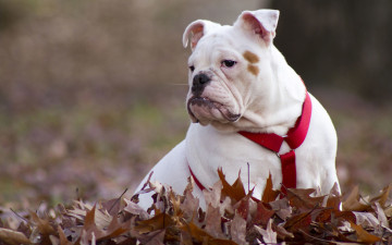 Картинка животные собаки морда взгляд