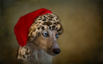 Картинка животные собаки взгляд праздник собака друг