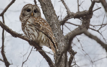 Картинка животные совы сова