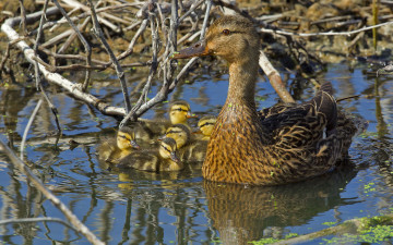 Картинка животные утки птенцы утка