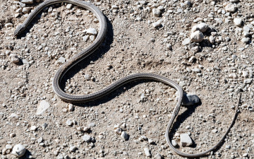 Картинка животные змеи +питоны +кобры змея