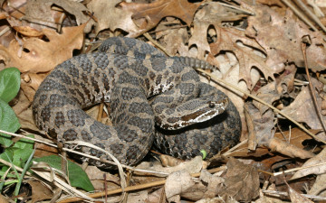 Картинка животные змеи +питоны +кобры змея