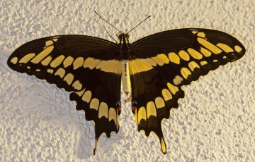 Картинка животные бабочки +мотыльки +моли бабочка