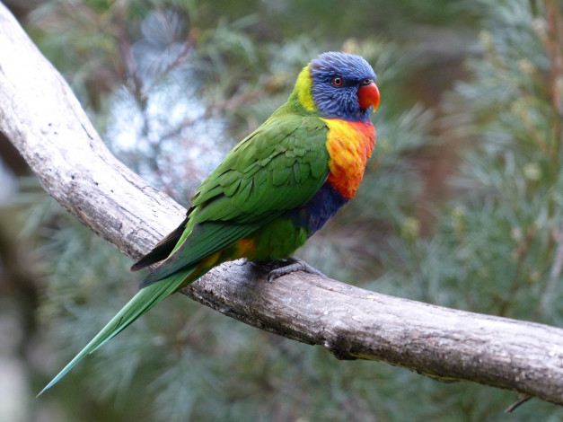 Обои картинки фото животные, попугаи, попугайчик