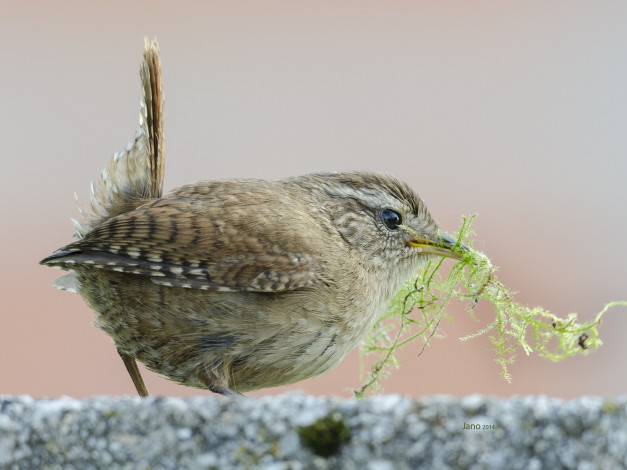 Обои картинки фото животные, птицы, птичка
