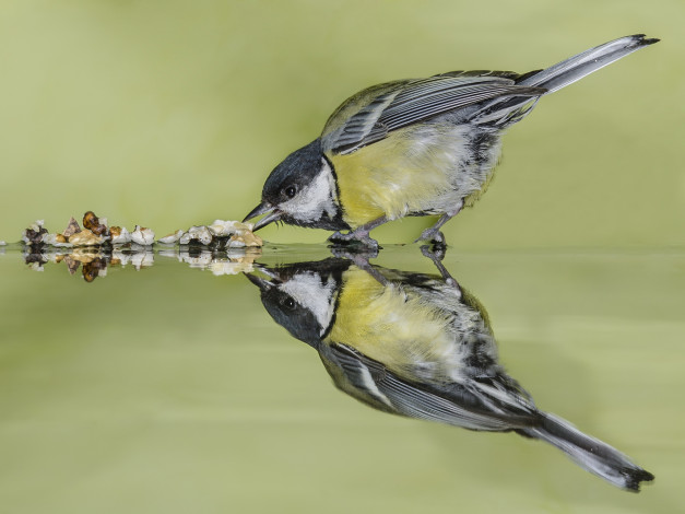 Обои картинки фото животные, синицы,  лазоревки, синичка