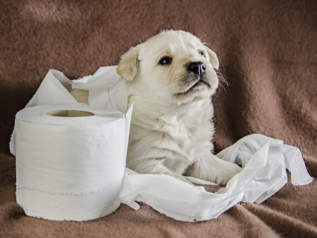 Обои картинки фото животные, собаки, щенок