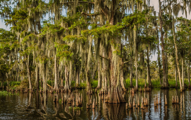 Обои картинки фото природа, тропики, мангры, вода