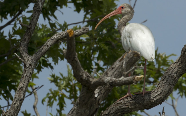 Обои картинки фото животные, аисты, птица