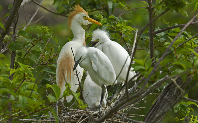 Обои картинки фото животные, цапли,  выпи, гнездо