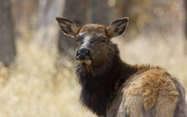 Обои картинки фото животные, олени, олень
