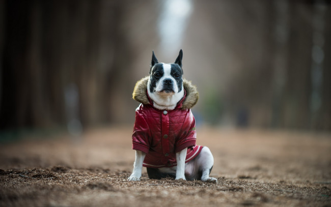 Обои картинки фото животные, собаки, boston, terrier, друг, взгляд, собака