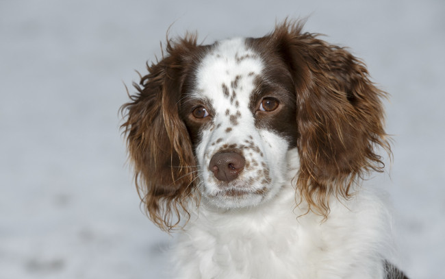 Обои картинки фото животные, собаки, друг, взгляд, собака