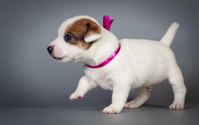 Обои картинки фото животные, собаки, фон, щенок, собака