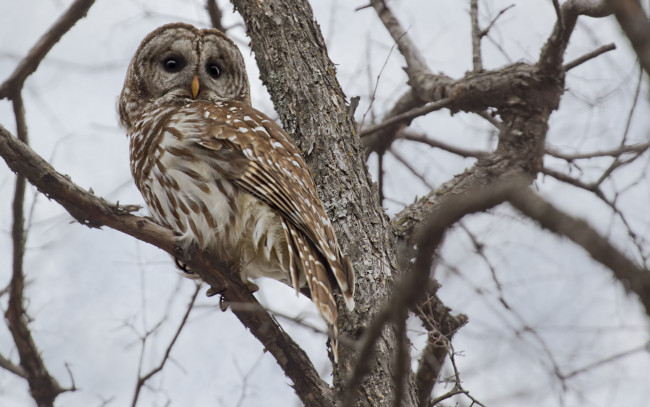 Обои картинки фото животные, совы, сова