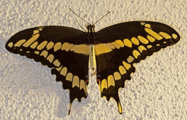 Обои картинки фото животные, бабочки,  мотыльки,  моли, бабочка