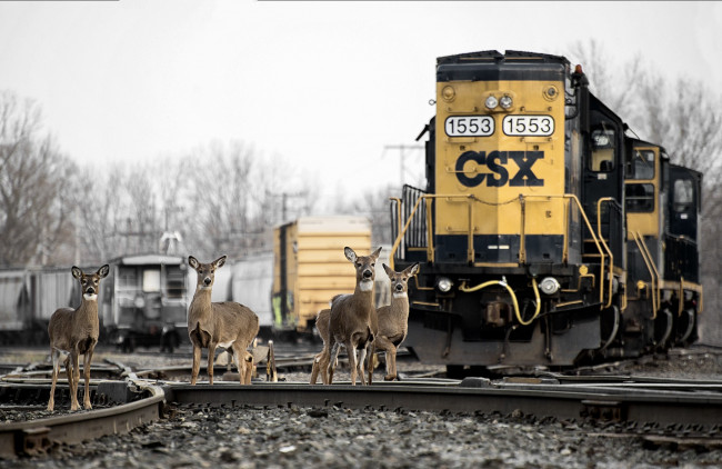 Обои картинки фото животные, олени, переезд