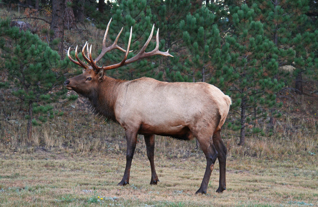 Обои картинки фото животные, олени, олень, благородный