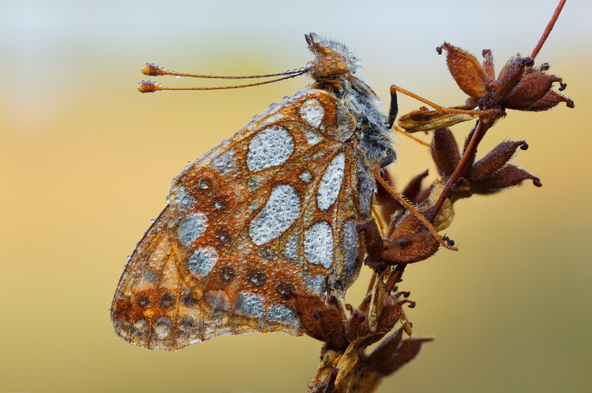 Обои картинки фото животные, бабочки,  мотыльки,  моли, бабочка