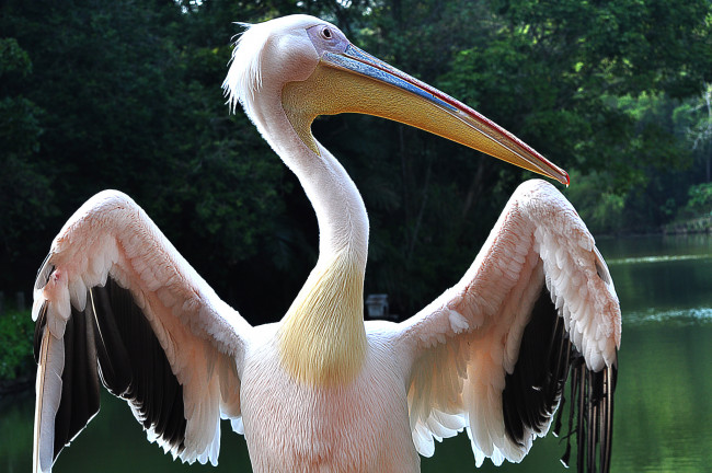 Обои картинки фото животные, пеликаны, пеликан