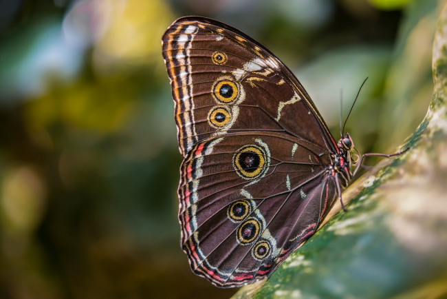 Обои картинки фото животные, бабочки,  мотыльки,  моли, бабочка