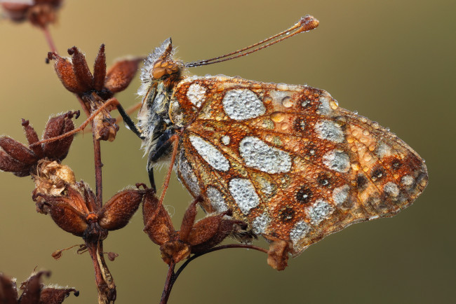 Обои картинки фото животные, бабочки,  мотыльки,  моли, бабочка