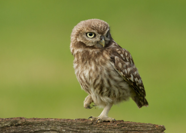 Обои картинки фото животные, совы, совенок