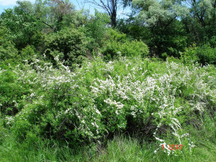 Картинка природа лес кусты деревья