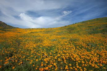 Картинка природа луга простор