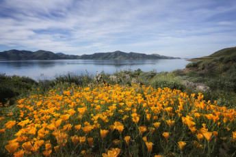 Картинка природа луга простор