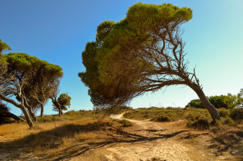 Картинка природа деревья простор