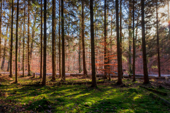 Картинка природа лес простор