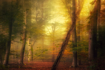 Картинка природа лес простор