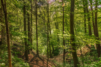 Картинка природа лес простор