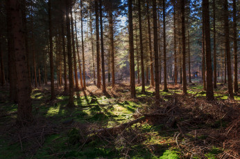 Картинка природа лес простор