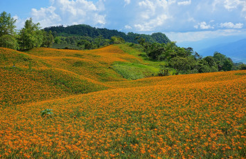 Картинка природа луга простор