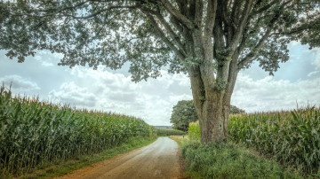 Картинка природа дороги простор