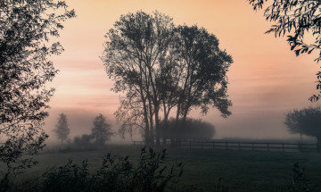 Картинка природа деревья простор