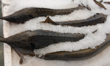 Картинка рыбка еда рыба +морепродукты +суши +роллы