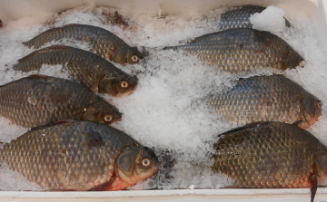 Картинка рыба еда +морепродукты +суши +роллы