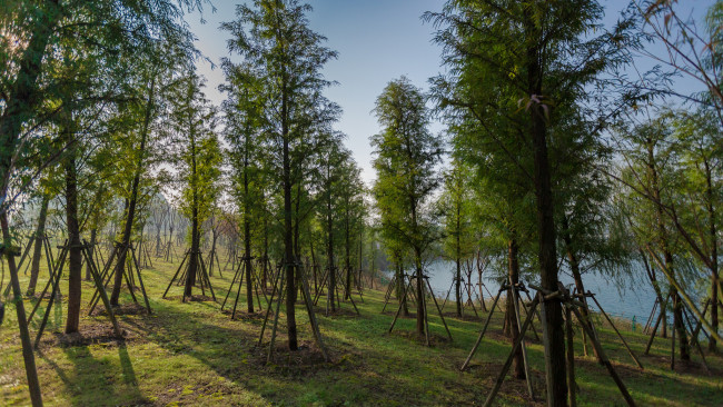 Обои картинки фото природа, лес, простор