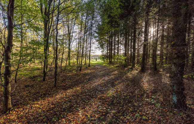 Обои картинки фото природа, лес, простор