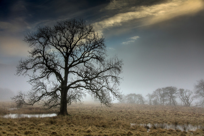 Обои картинки фото природа, деревья, простор