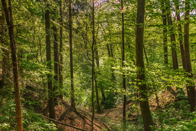 Обои картинки фото природа, лес, простор