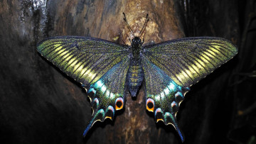 Картинка парусник+маака животные бабочки +мотыльки +моли парусник маака махаоны чешуекрылые хвостоносцы