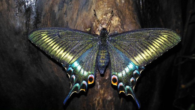 Обои картинки фото парусник маака, животные, бабочки,  мотыльки,  моли, парусник, маака, махаоны, чешуекрылые, хвостоносцы