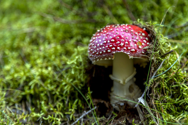 Обои картинки фото природа, грибы,  мухомор, мухомор