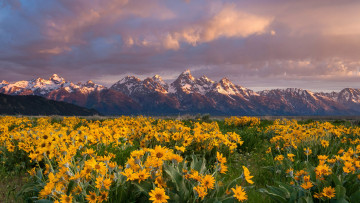 Картинка balsamroot grand+teton+national+park wyoming природа луга grand teton national park
