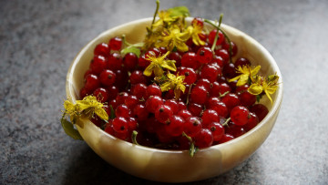 Картинка еда смородина миска красная ягоды